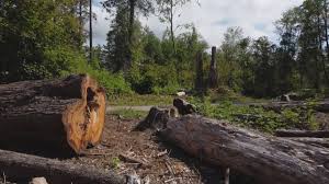 Seasonal Cleanup (Spring/Fall) in Williamson, WV