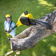 Best Fruit Tree Pruning  in Williamson, WV