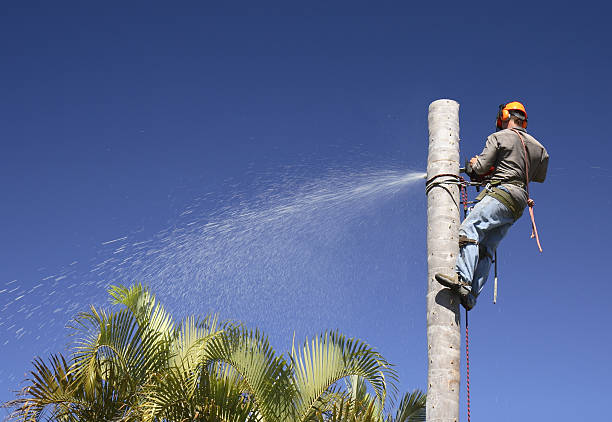 Trusted Williamson, WV Tree Care Experts