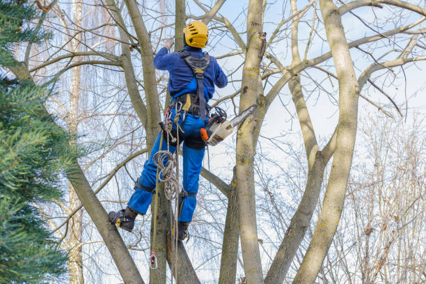 How Our Tree Care Process Works  in  Williamson, WV