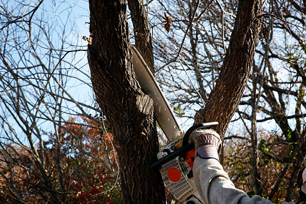 Best Tree Risk Assessment  in Williamson, WV