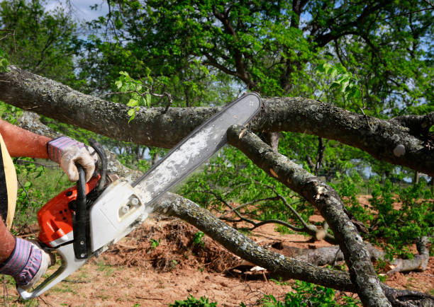 Best Tree Maintenance Programs  in Williamson, WV